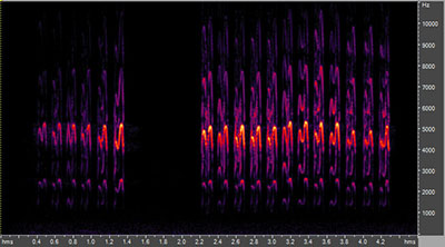 Vocalization of the American kestrel