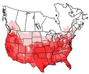 Winter range of the American kestrel