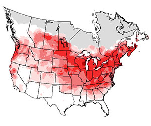 Summer range of the American goldfinch