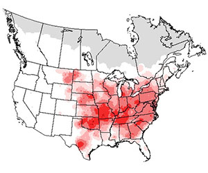 Summer range of the field sparrow