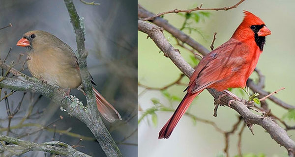 Female and male northern cardinals
