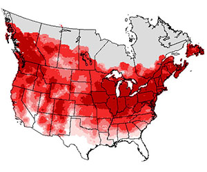 Summer range of the American robin