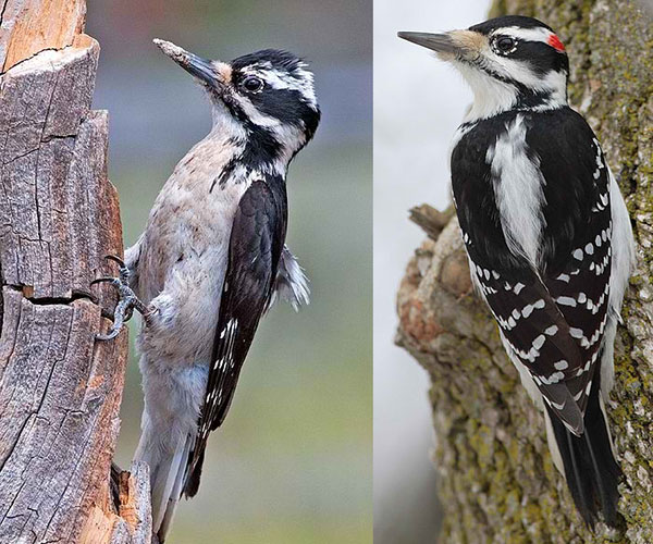 Hairy woodpeckers