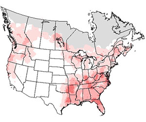 Summer range of the pileated woodpecker