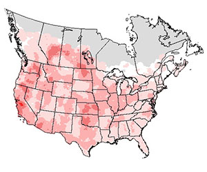 Summer range of the red-tailed hawk