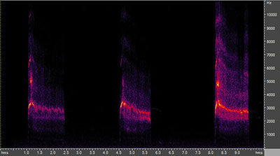 Vocalization of the red-tailed hawk