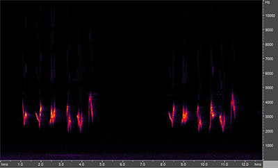 Vocalization of the scarlet tanager
