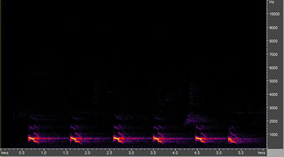 Vocalization of the yellow-billed cuckoo
