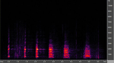 Vocalization of the great blue heron