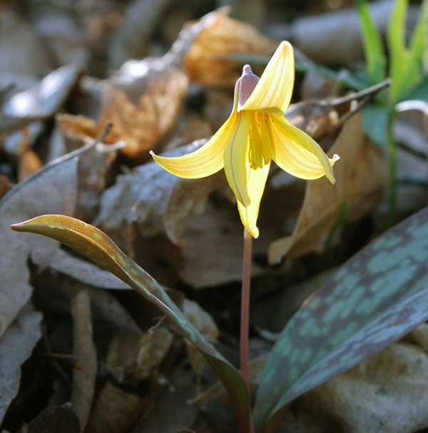 Spring trout lily