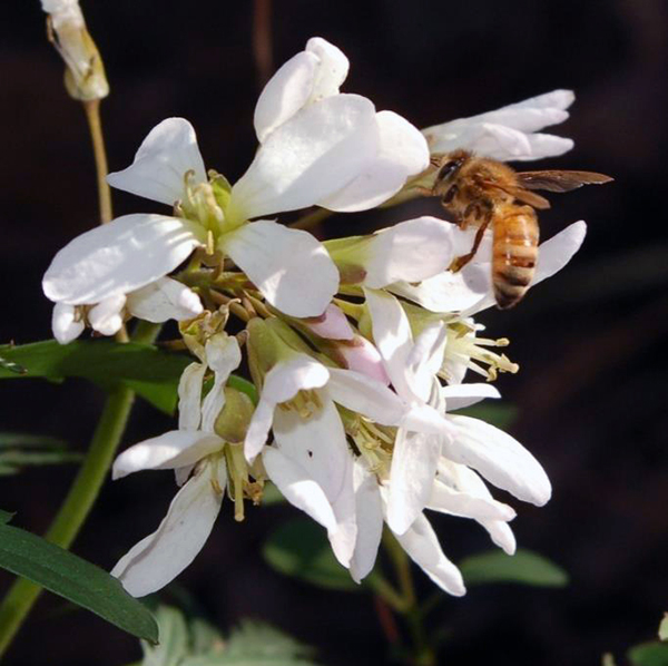 Toothwort with bee