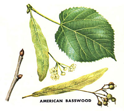 American Basswood leaves and branches