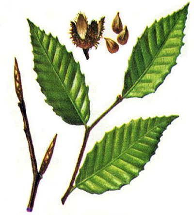 American beech leaves, branches and seeds