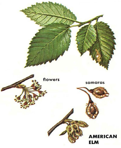 American elm leaves, flowers and samaras