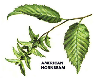 American hornbeam leaves
