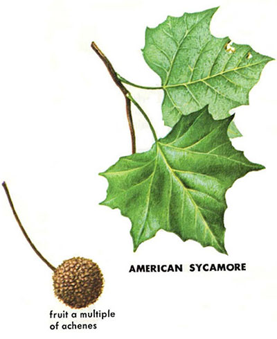 American Sycamore leaves