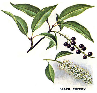 Black cherry leaves and berries