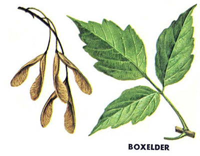 Boxelder leaves