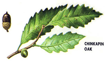 Chinkapin oak and acorn