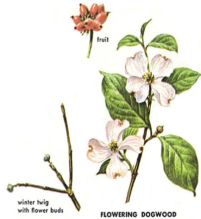 Flowering dogwood, with fruit, and winter twig with flower buds