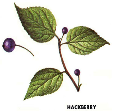Hackberry leaves and berries