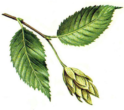 Hophornbeam leaves