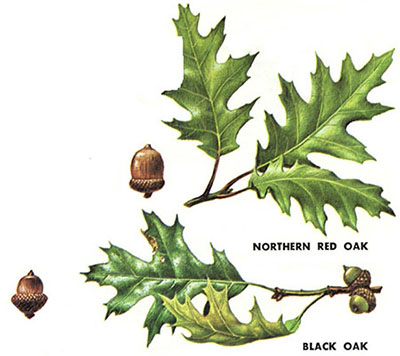 Leaves and acorns of northern red and black oaks