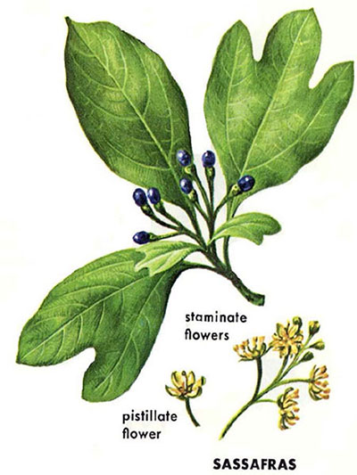Sassafras leaves, with staminate flowers and pistillate flower