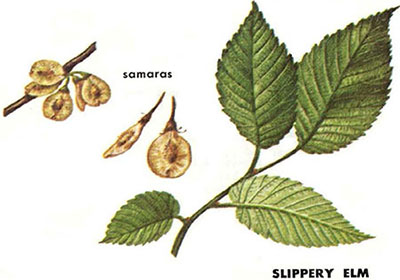 Slippery elm leaves and samaras
