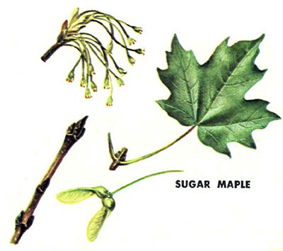 Sugar maple leaves and branches
