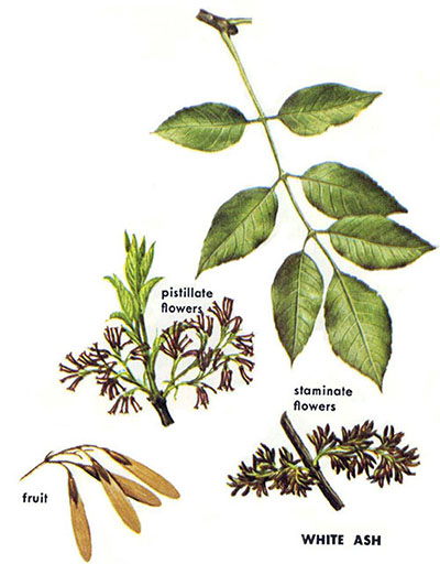 White ash leaves, pistillate and staminate flowers
