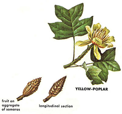 Yellow-poplar leaves and fruit