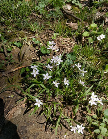 White flowers