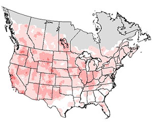 Summer range of the American kestrel