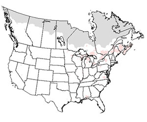 Summer range of the American woodcock