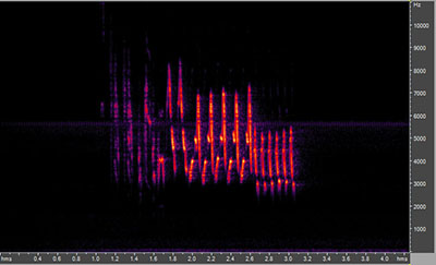 Vocalization of the house wren