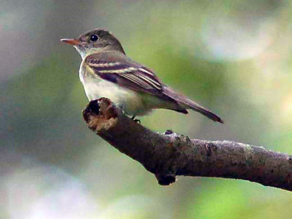 Acadian flycatcher