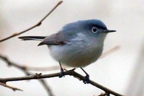 https://ross.bio.purdue.edu/images/natural-history/birds/forest/blue-gray-gnatcatcher.jpg