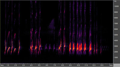 Vocalization of the great crested flycatcher