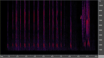 Vocalization of the ruby-throated hummingbird