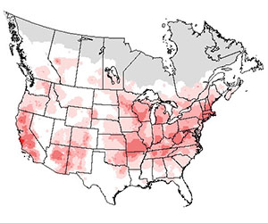 Summer range of the white-breasted nuthatch