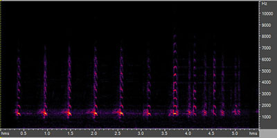 Vocalization of the Canada Goose