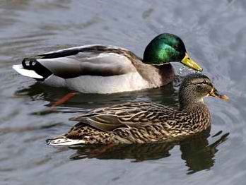 Mallard ducks: male and female