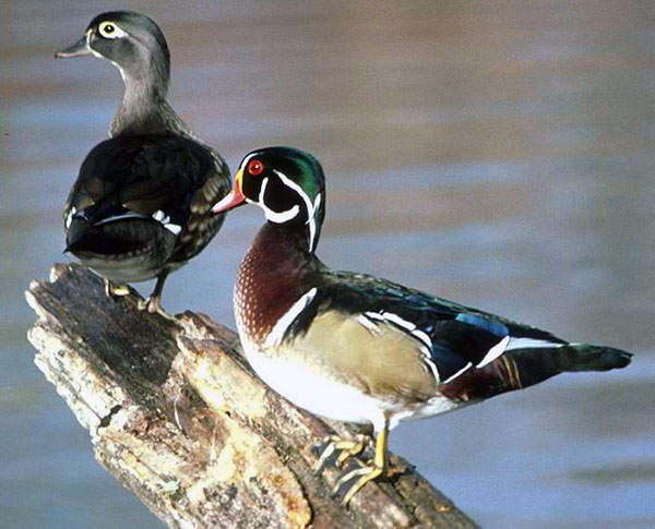 Wood ducks