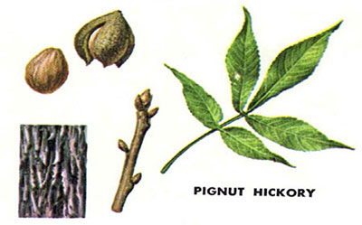 Pignut hickory leaves, branches and nuts